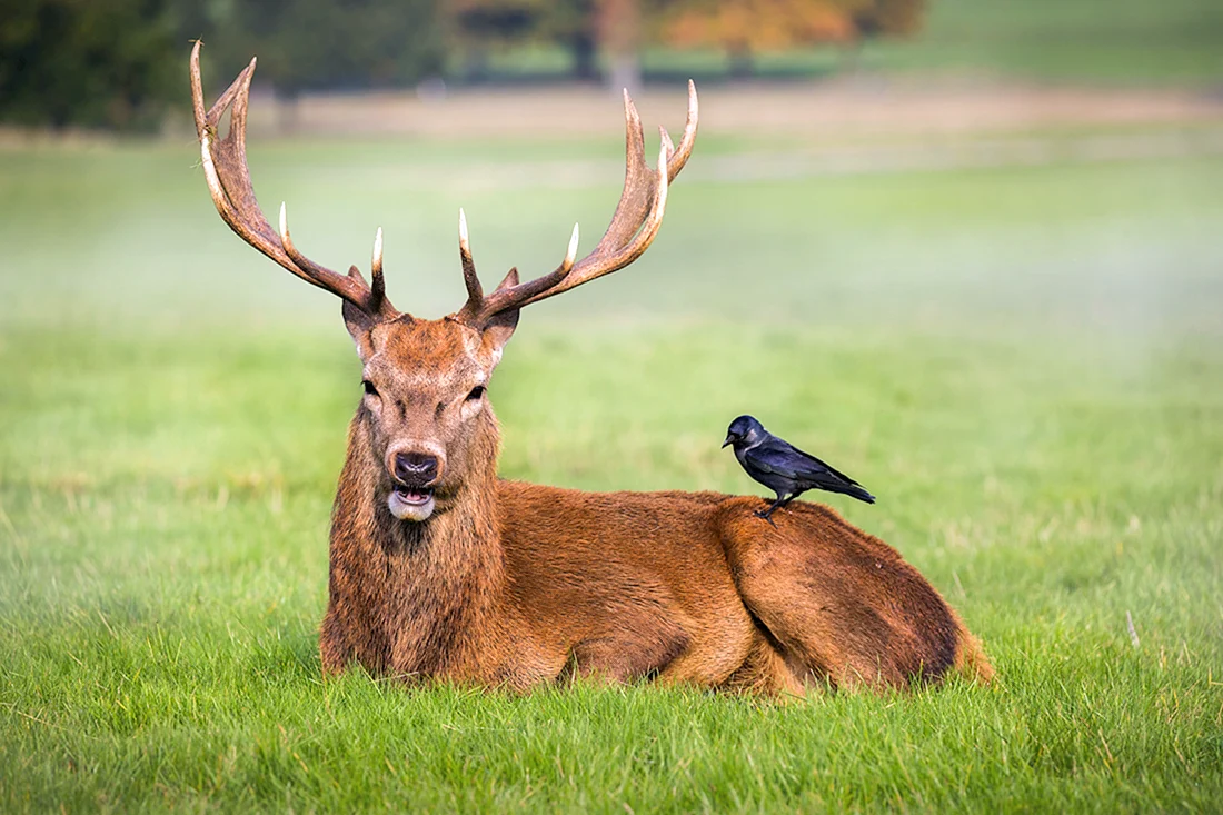 Олень и олениха