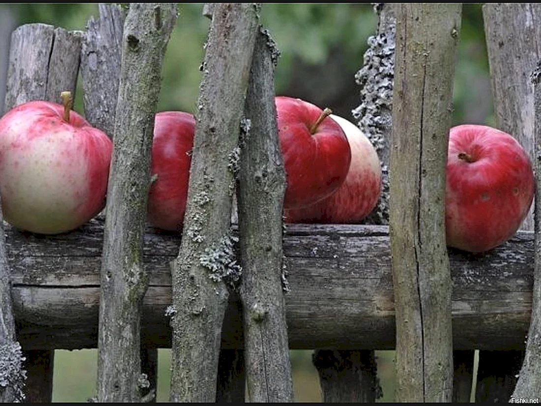 Осень яблоки