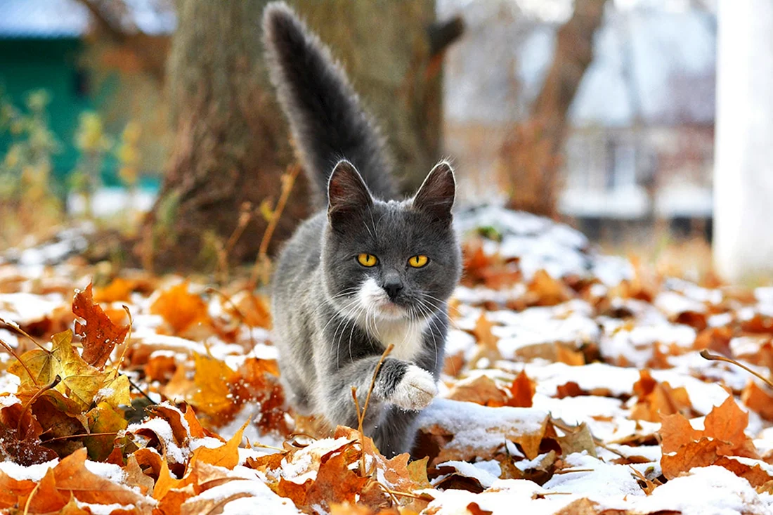 Осенний кот