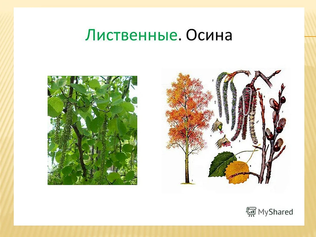 Осина дерево лист плод