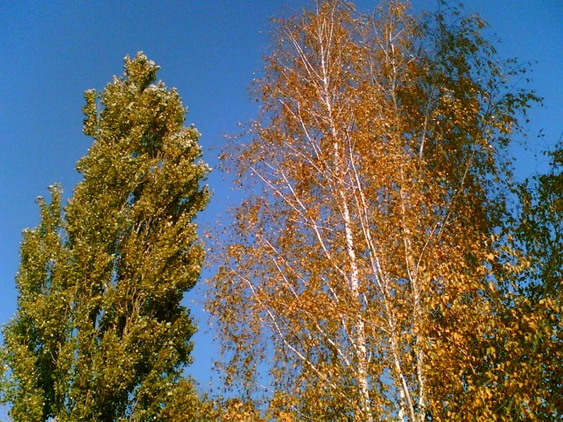 Осина и Тополь