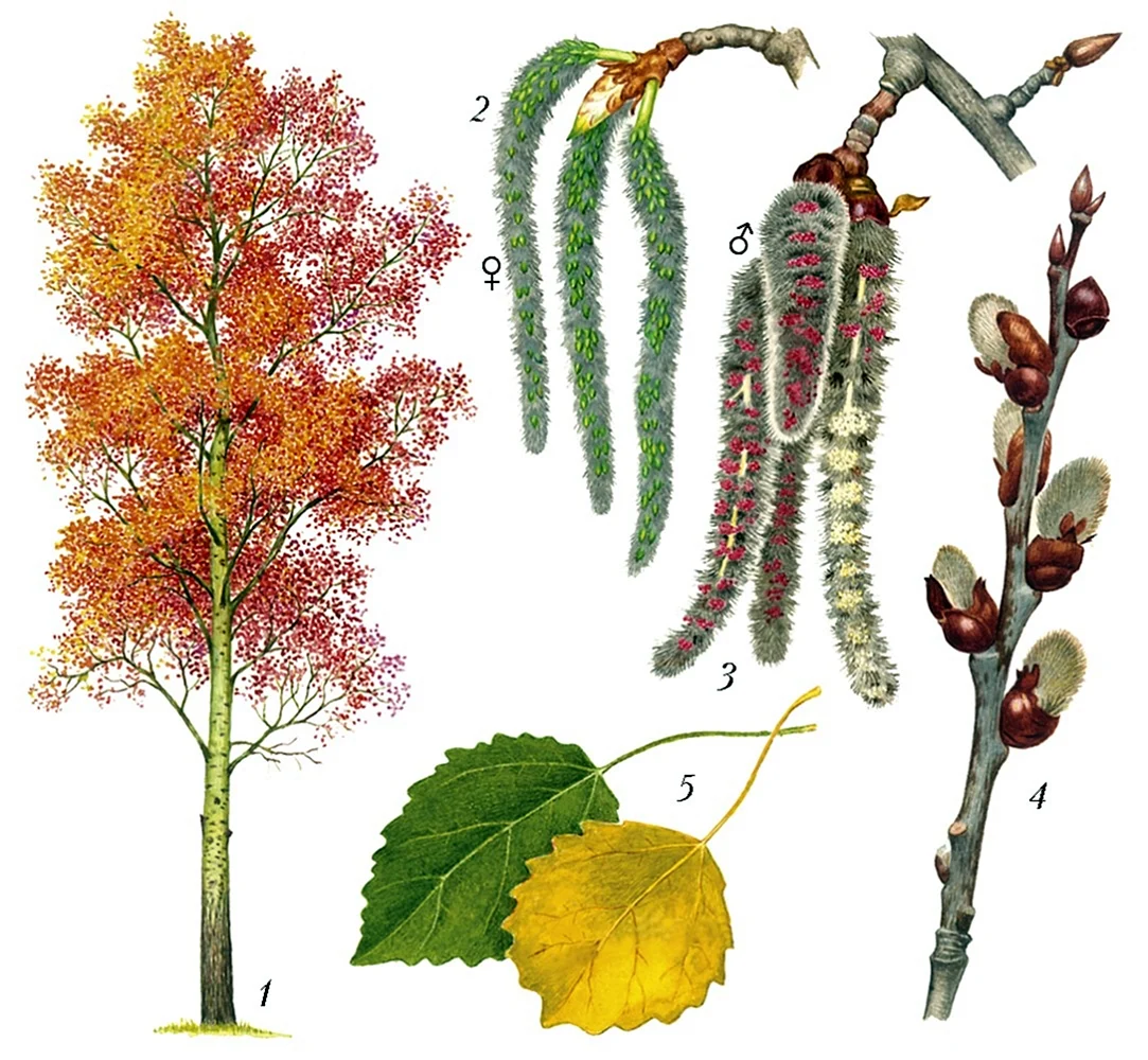 Осина Populus tremula