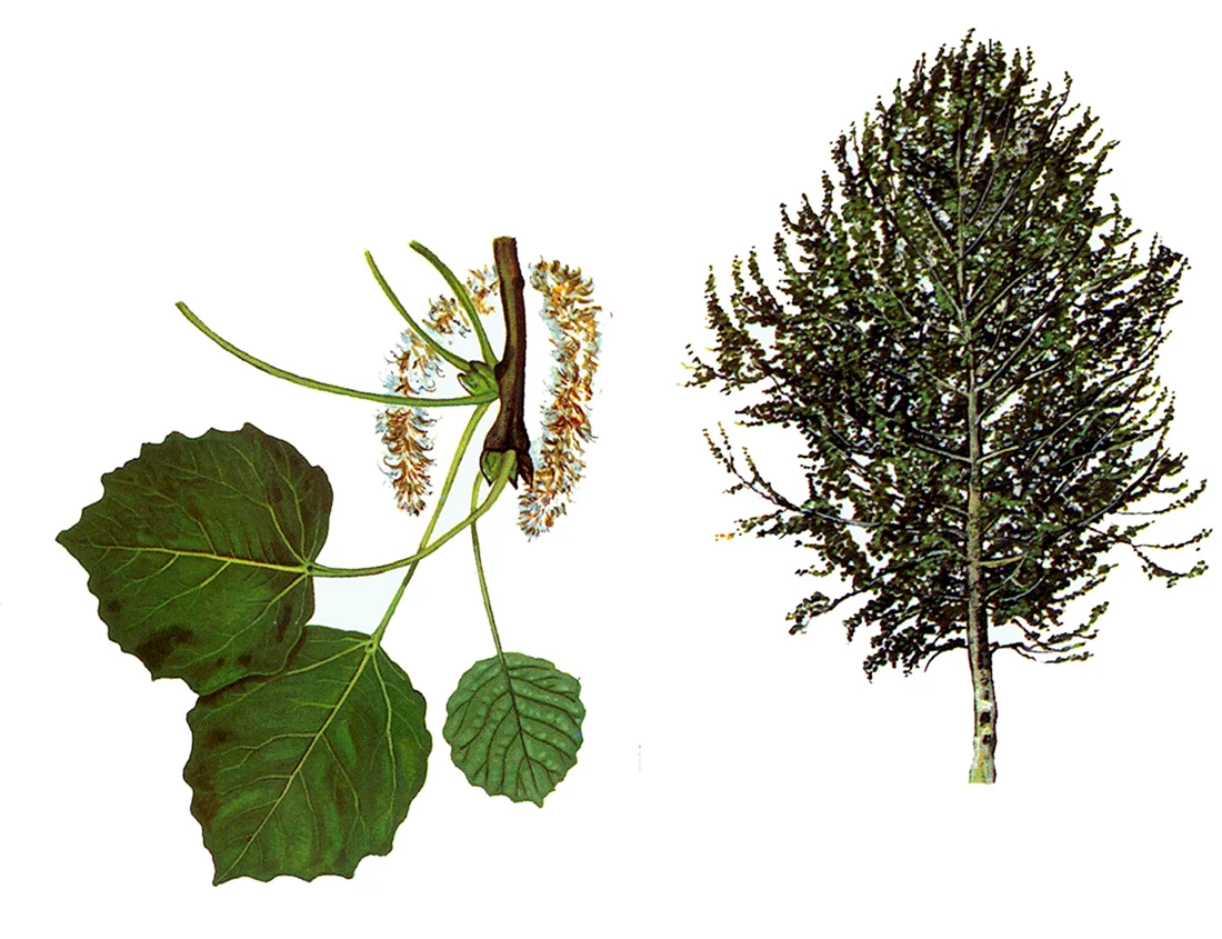 Осина Populus tremula