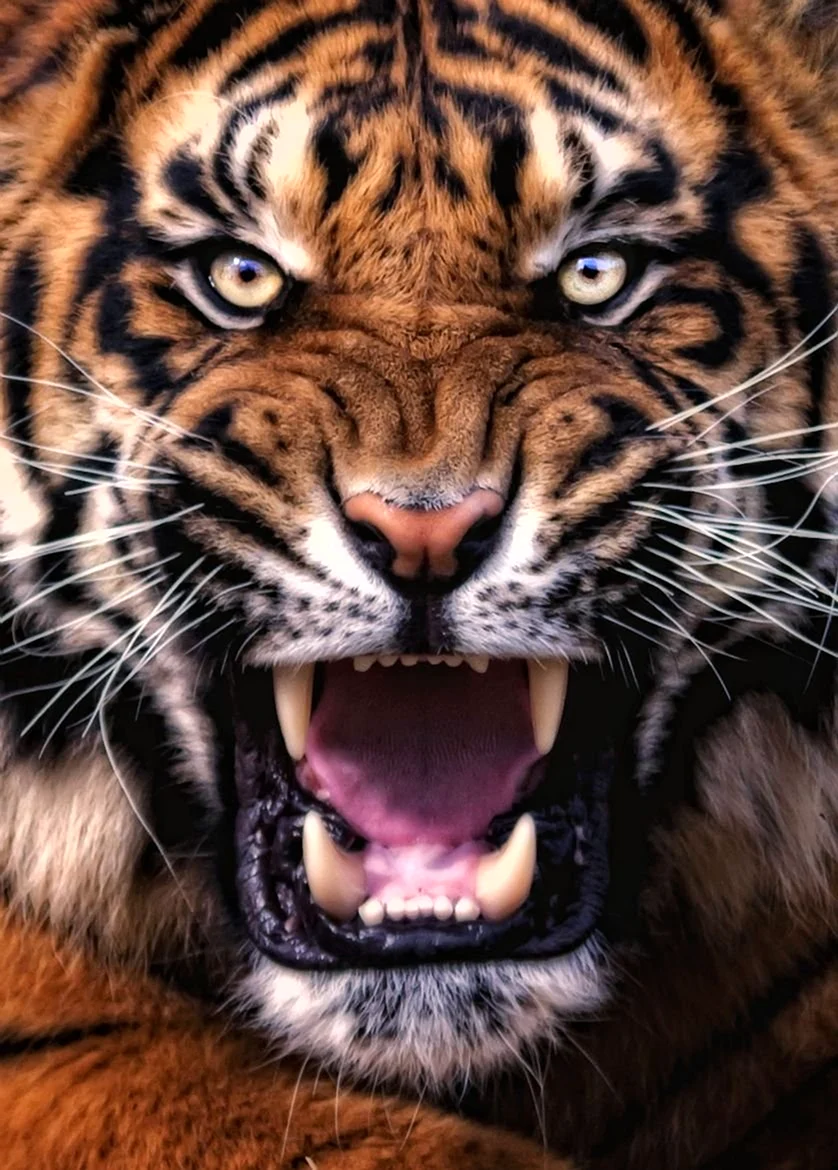 Оскал тигра