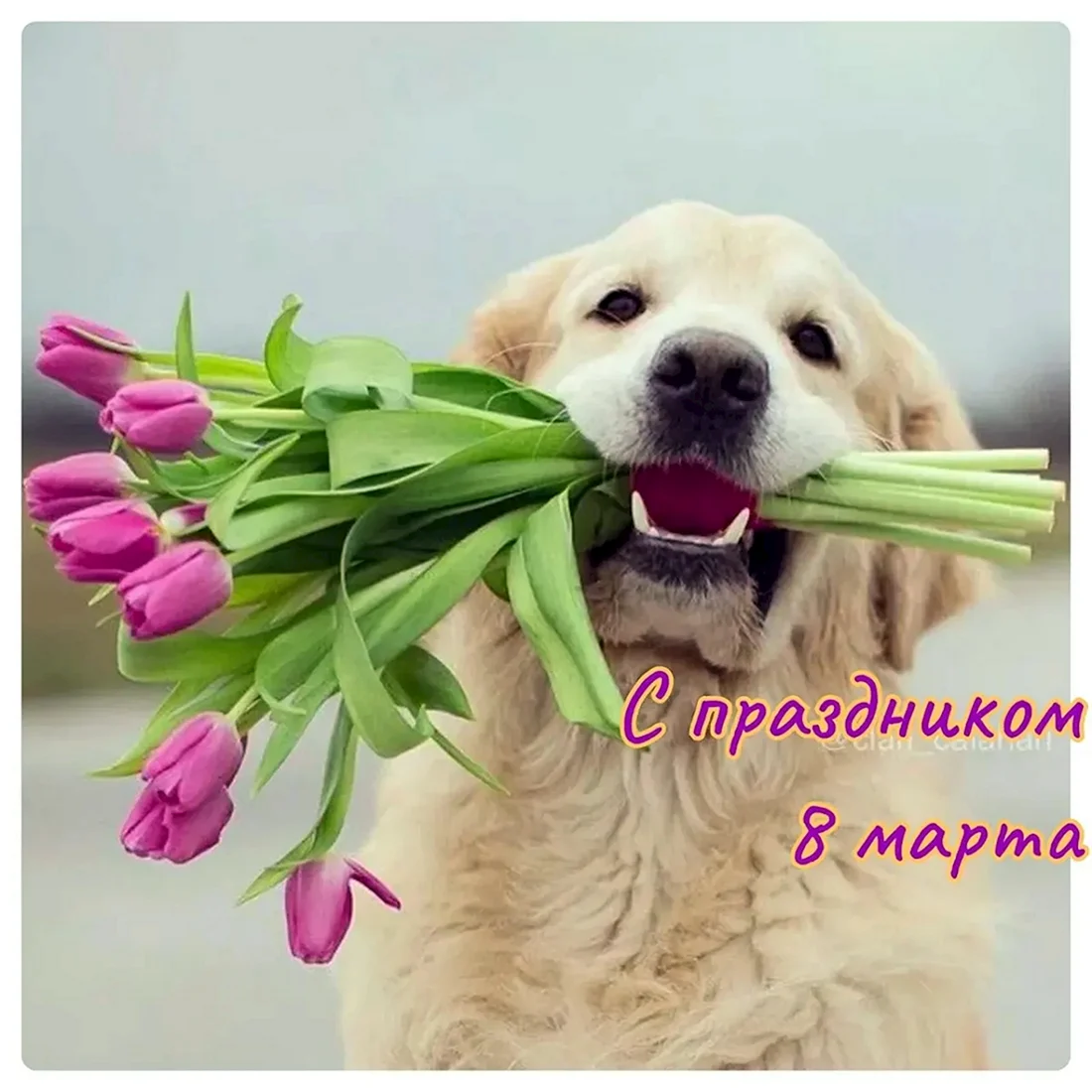 Открытка с днём рождения с щенком
