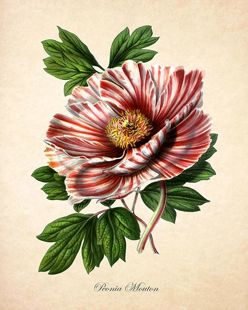 Paeonia suffruticosa Ботаническая
