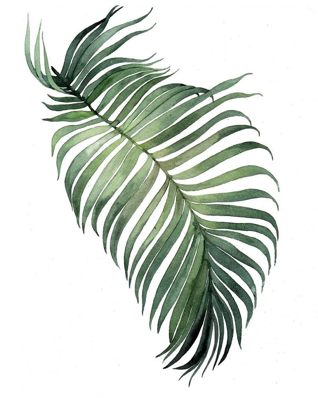 Пальма монстера