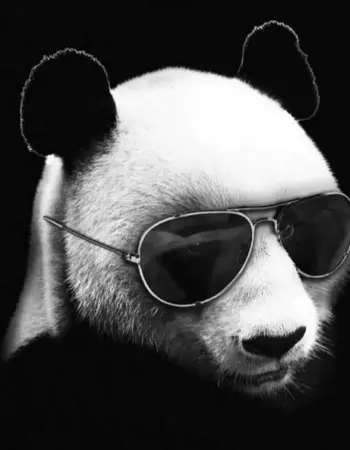 Панда в очках