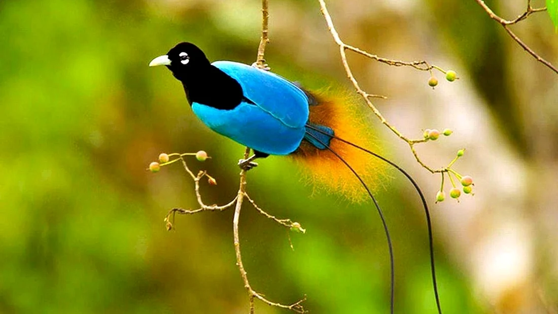 Paradisaea Rudolphi