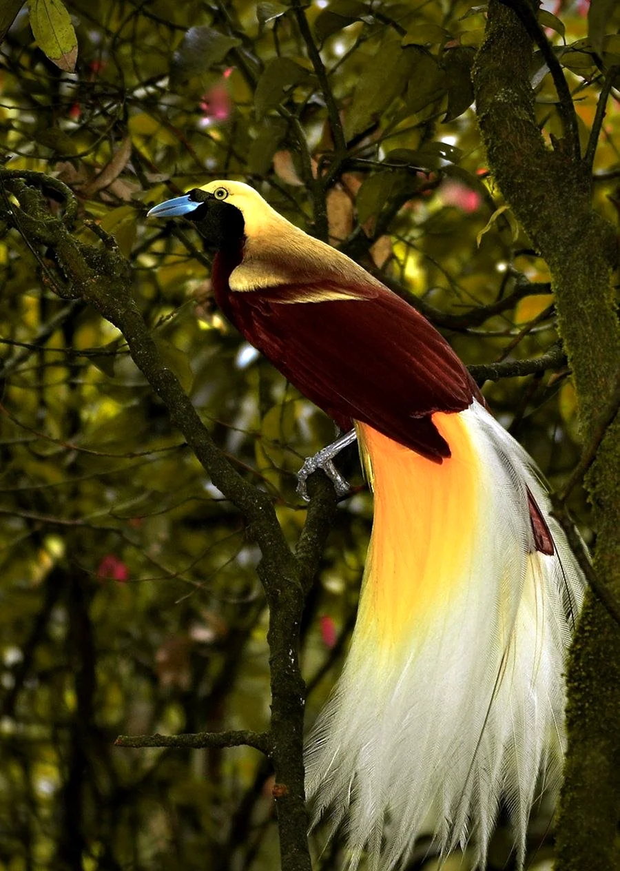 Paradisaea Rudolphi