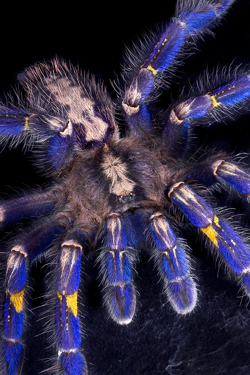 Паук Grammostola pulchra
