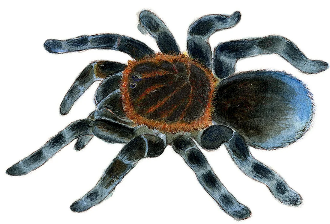 Паук рисунок