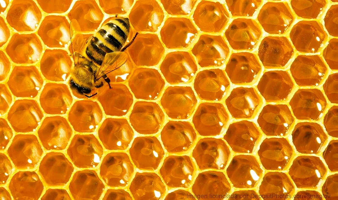 Пчелиные соты шестиугольные