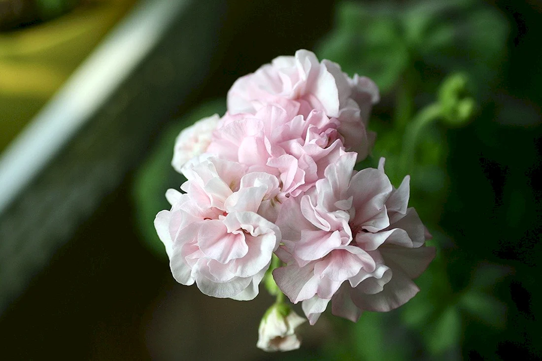 Пеларгония Brookside Primrose