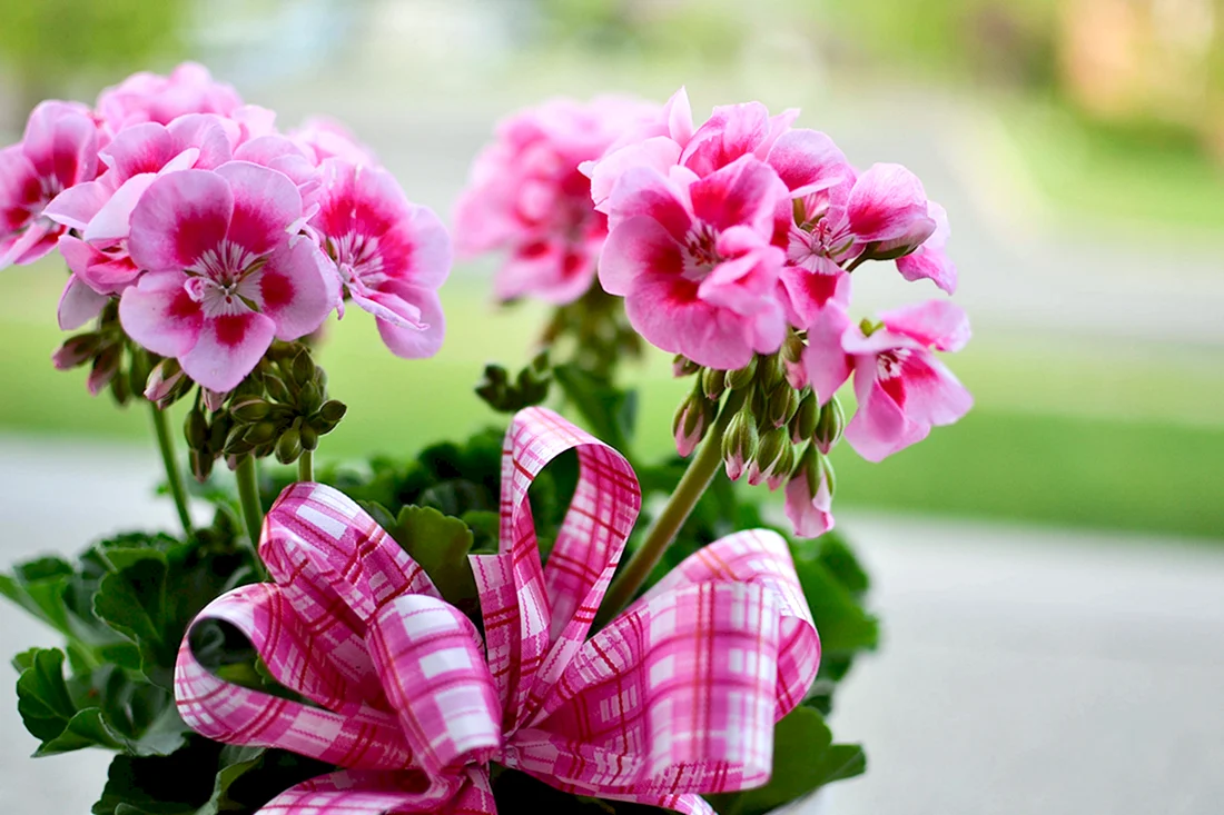Пеларгония Cerise Carnation