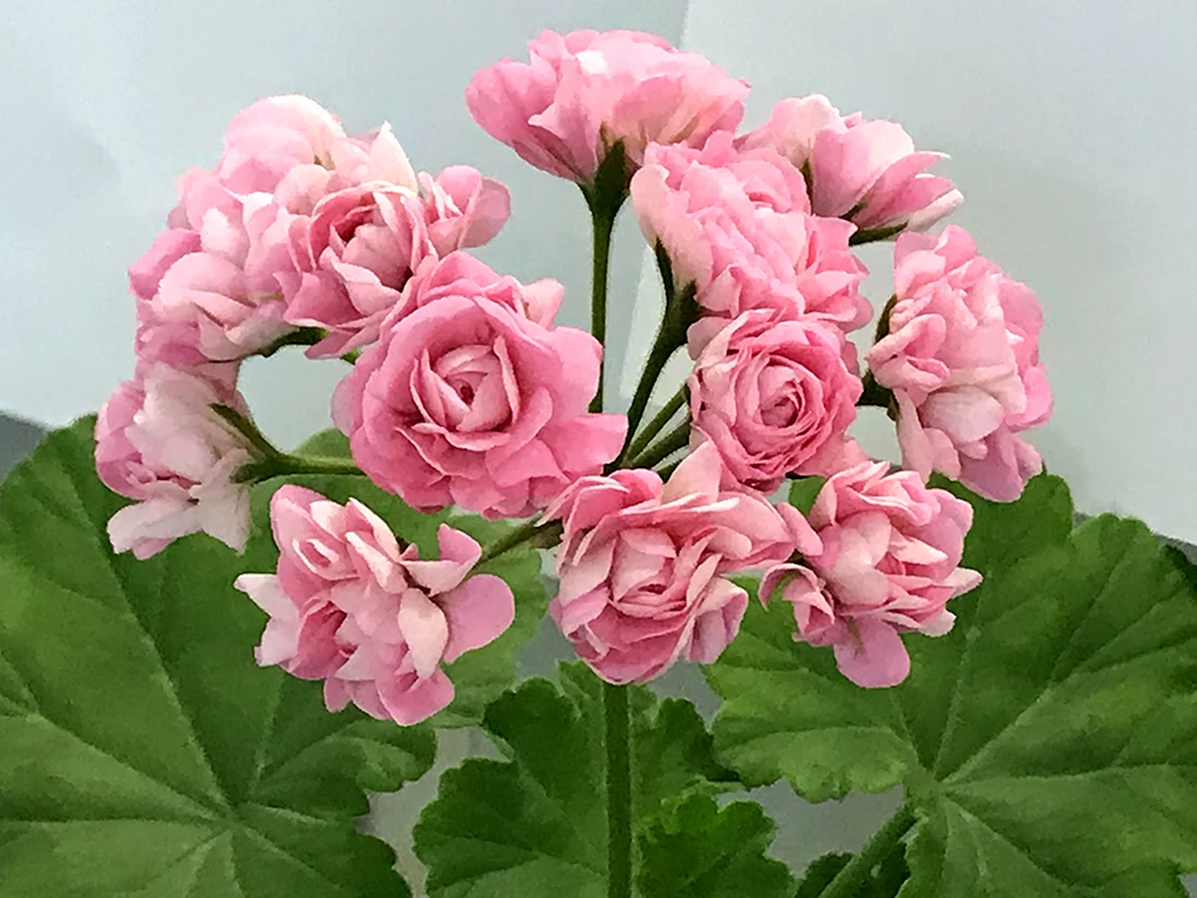 Пеларгония Swanland Pink