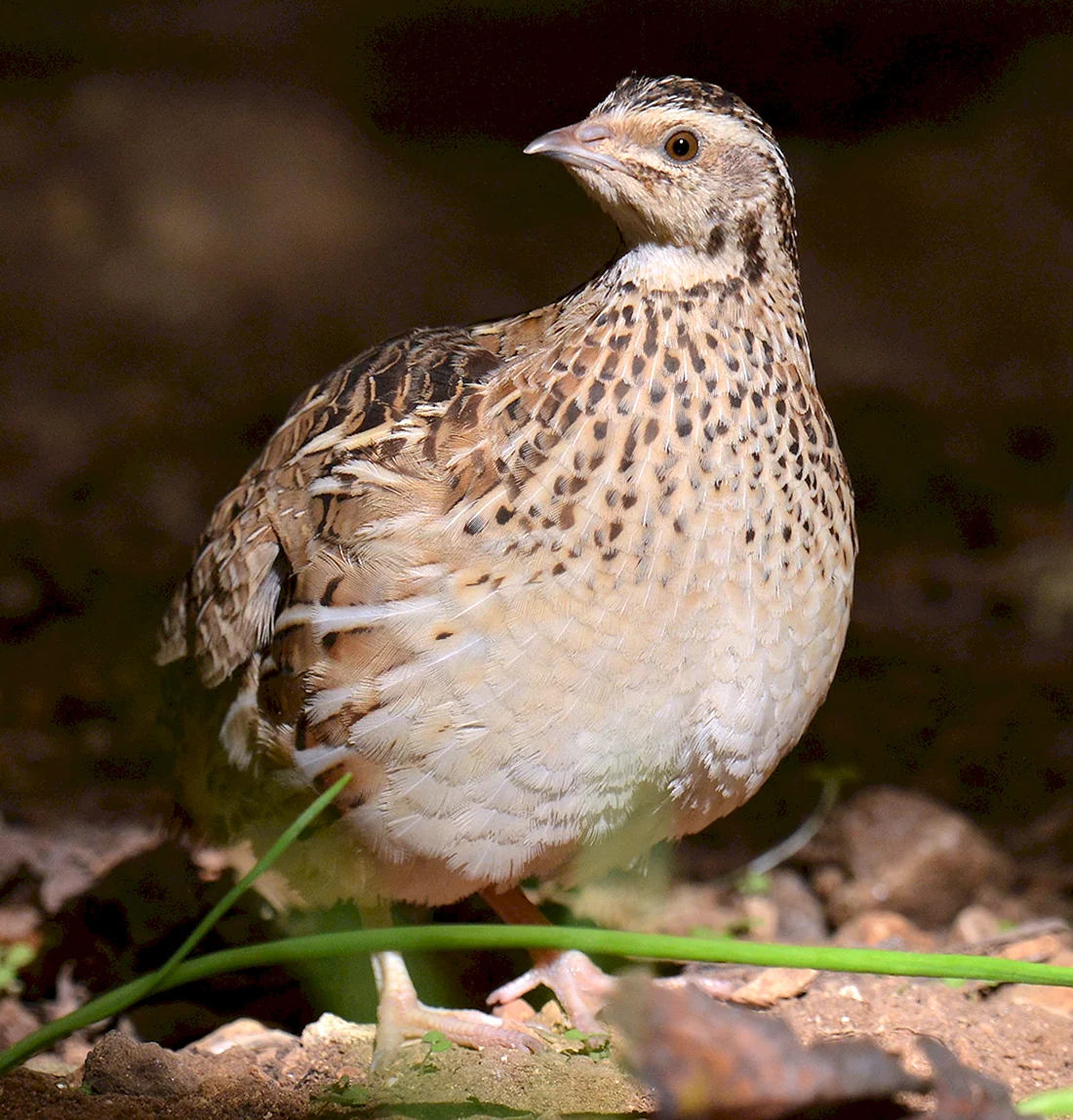 Перепел Coturnix Coturnix