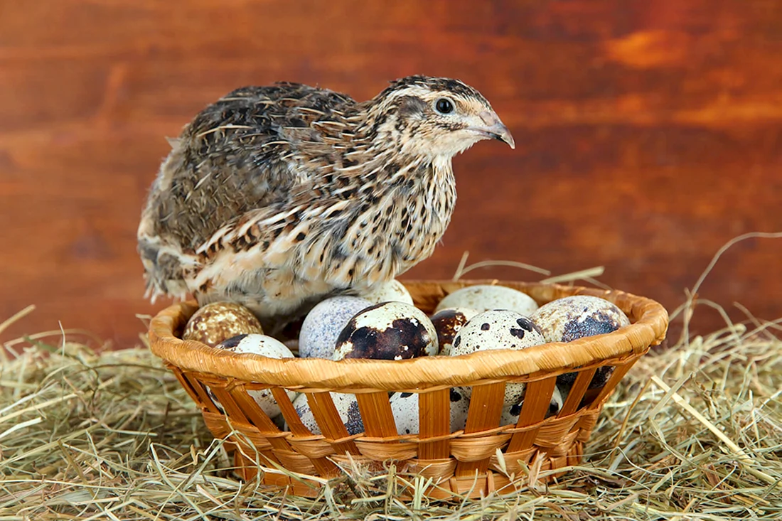 Перепел обыкновенный Coturnix Coturnix