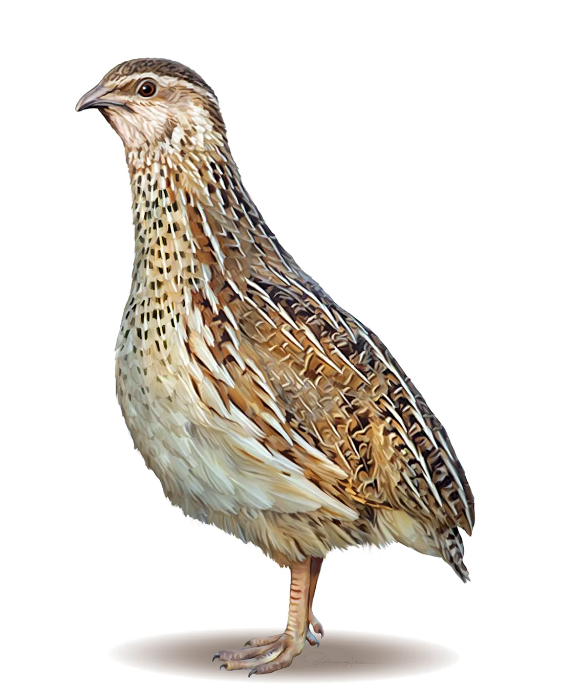 Перепел обыкновенный Coturnix Coturnix