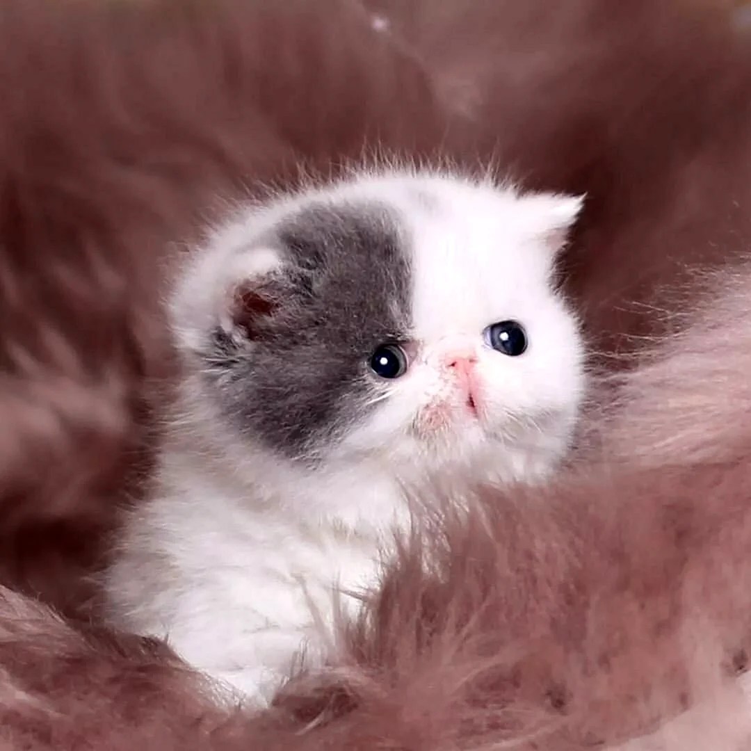Персидские котята вислоухие