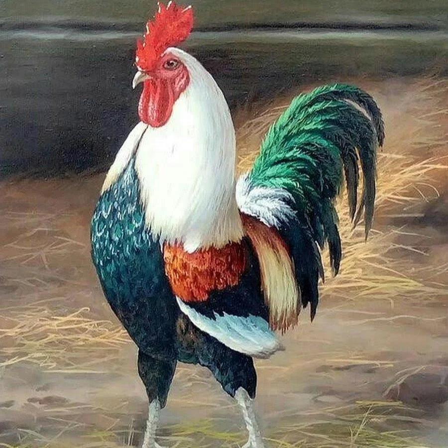 Петух