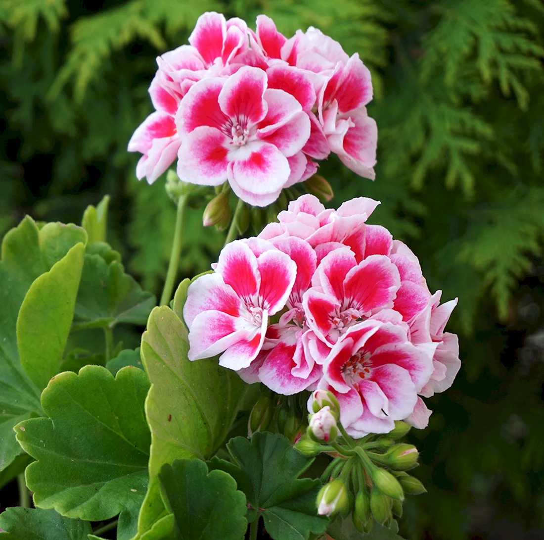 Pink Carnation пеларгония