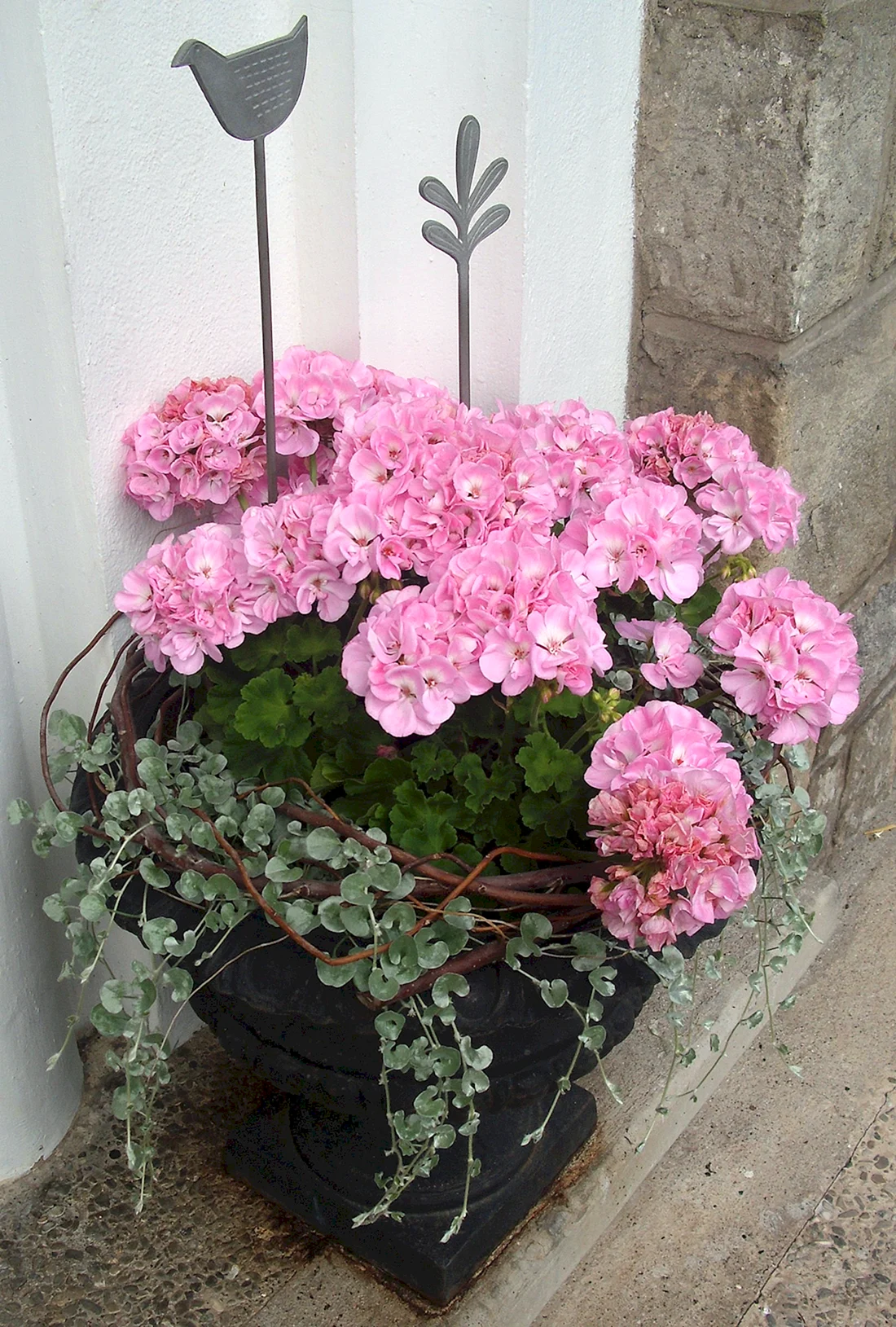 Pink Dolly Varden пеларгония