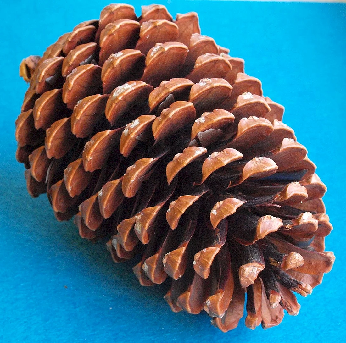 Pinus pinea шишка