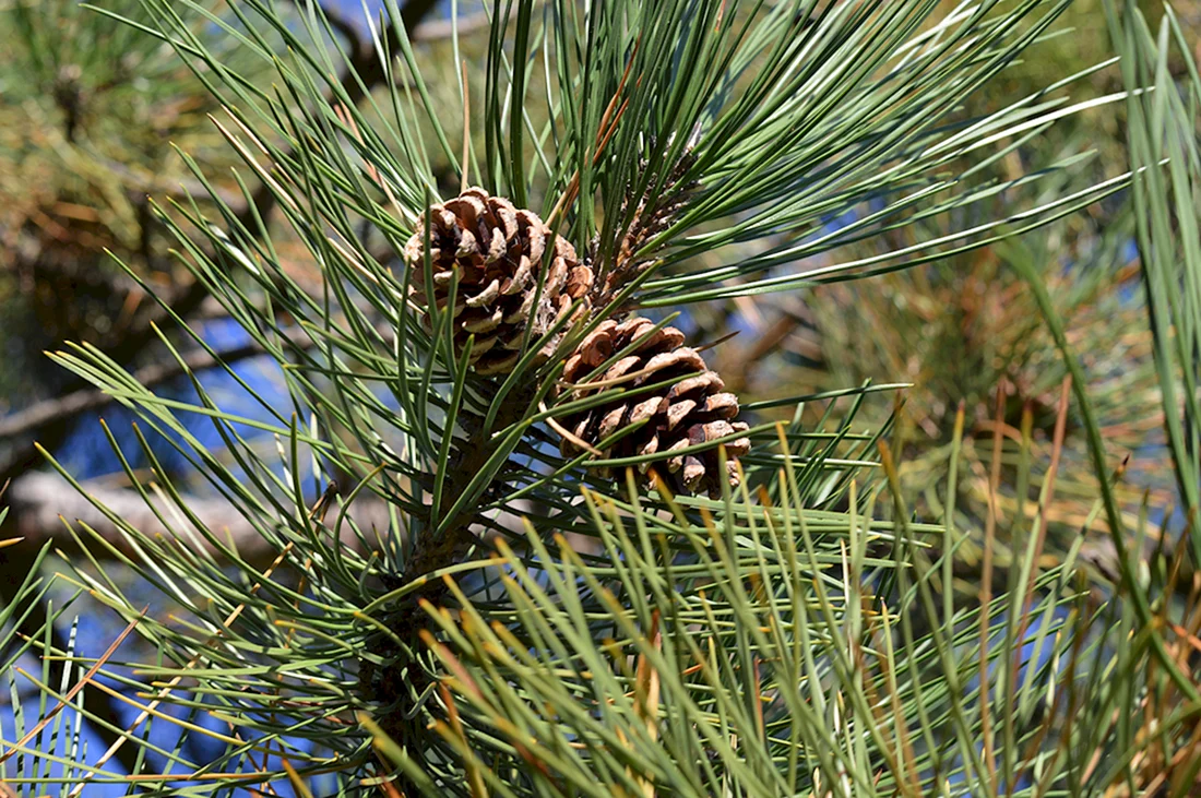 Pinus pinea шишка