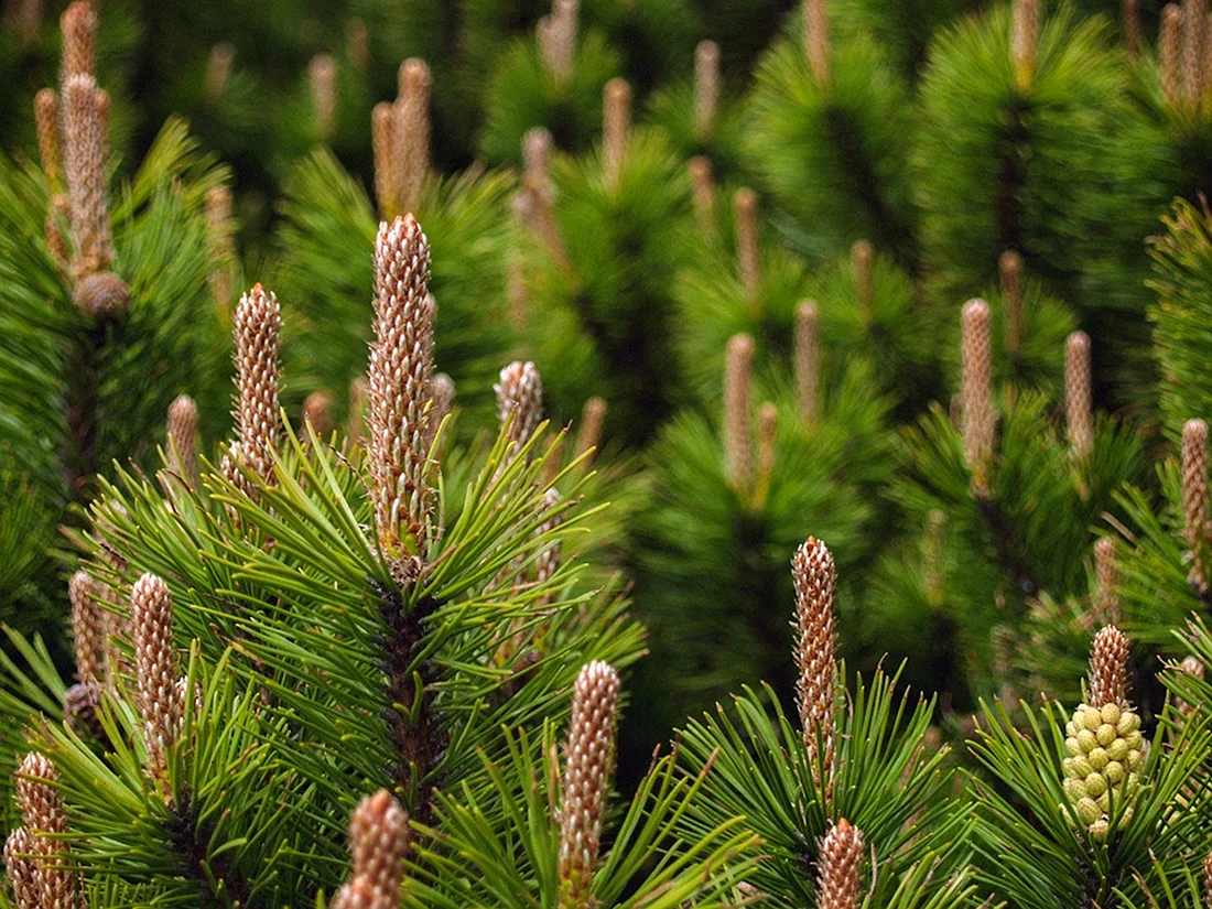 Pinus Sylvestris ‘Białogon’