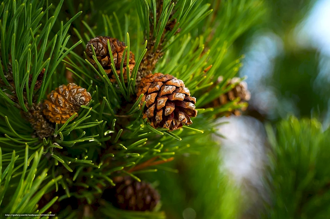 Pinus Sylvestris шишки