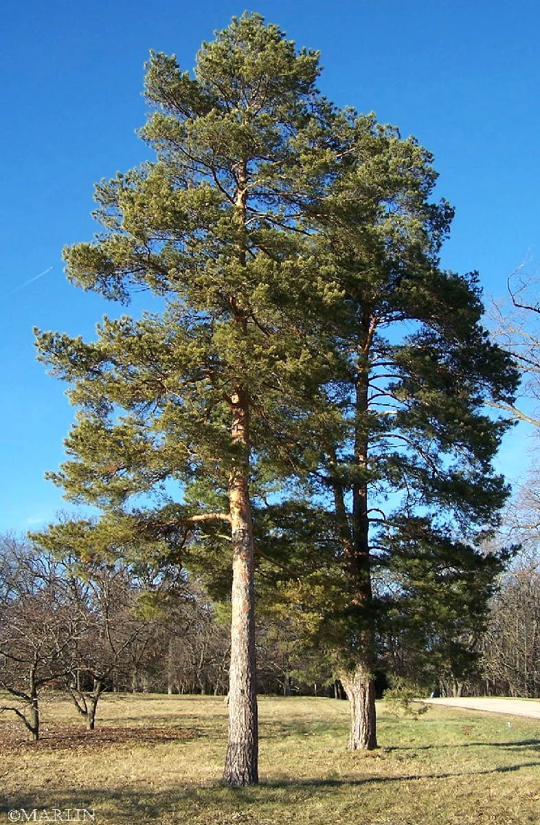 Pinus Sylvestris сосна Лесная