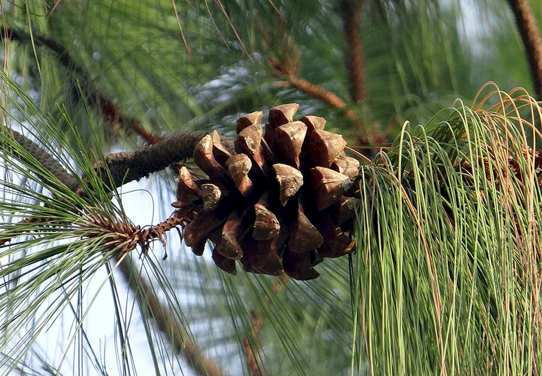 Pinus wallichiana