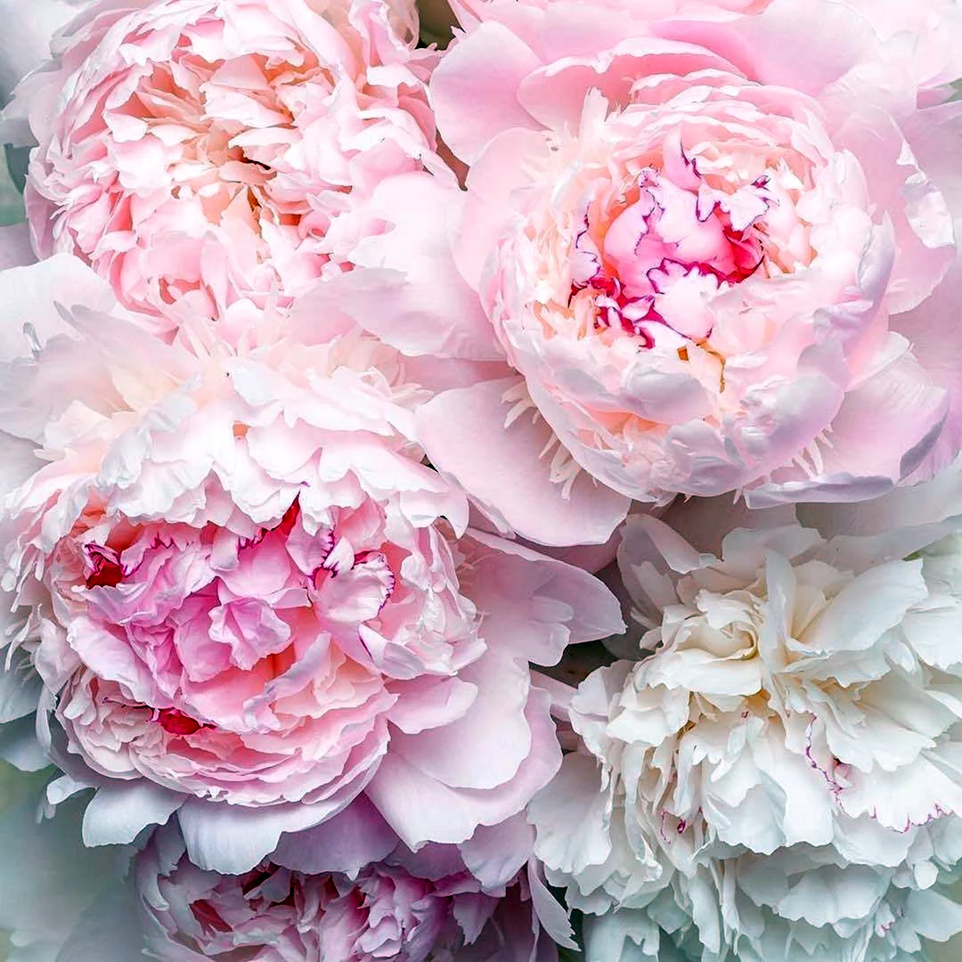 Пиони Пинк Peony Pink