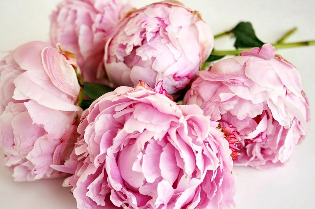 Пиони Пинк Peony Pink