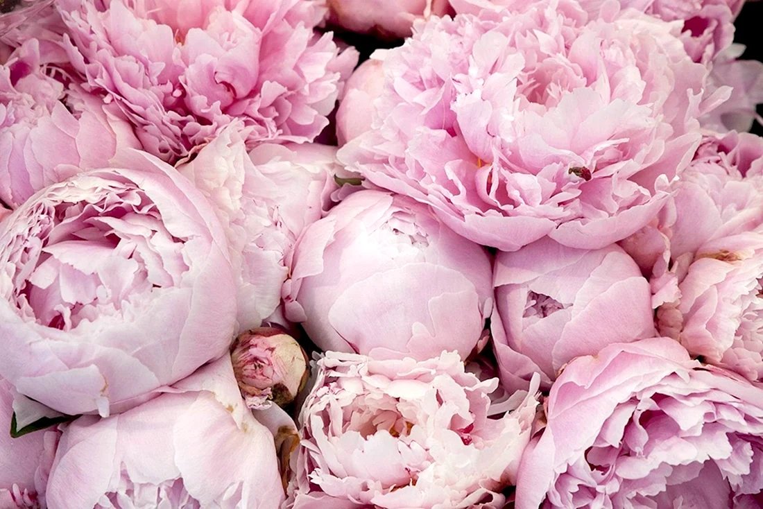 Пиони Пинк Peony Pink
