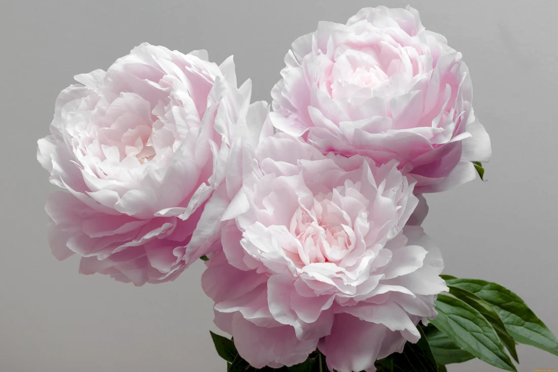 Пиони Пинк Peony Pink