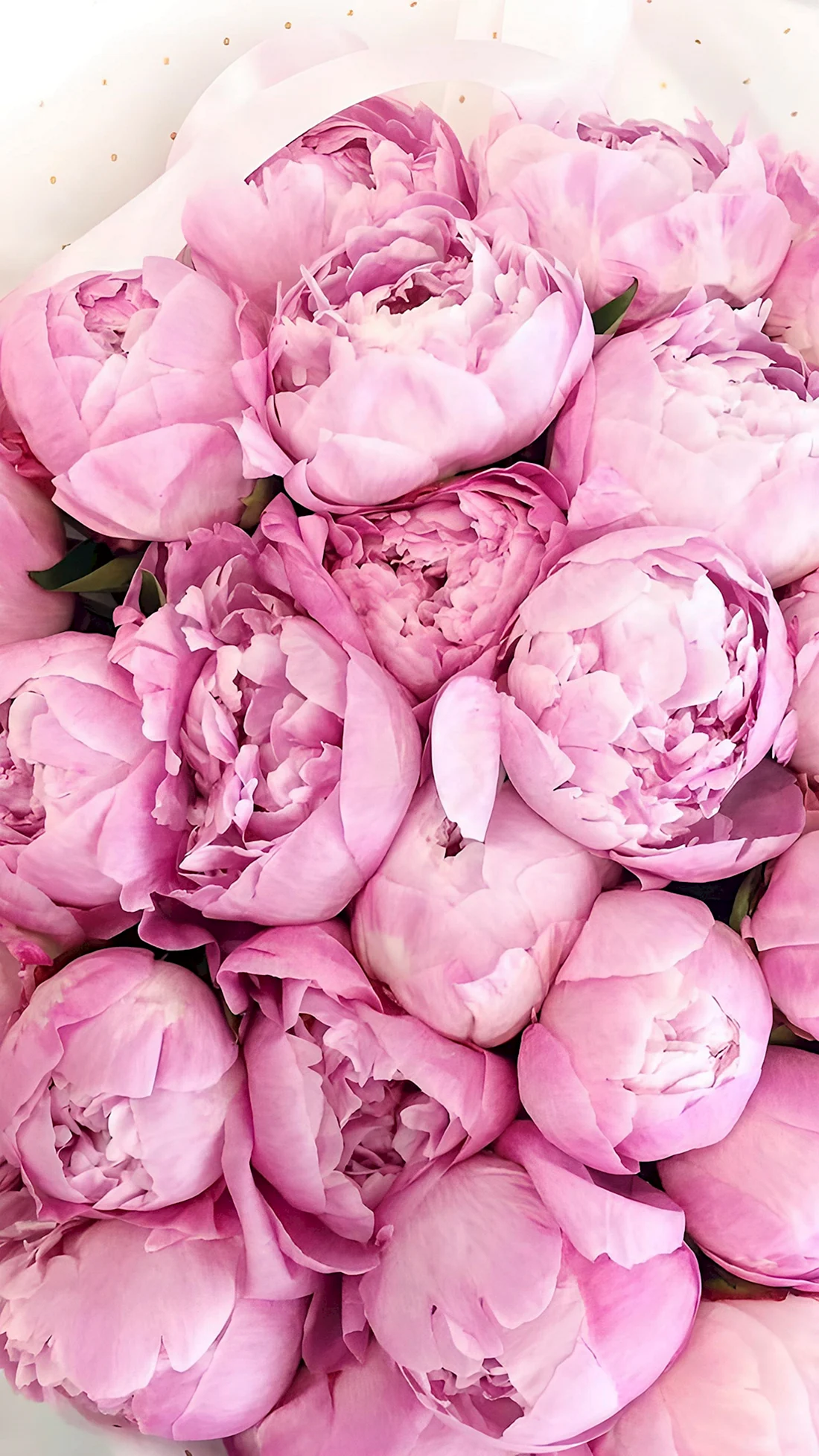 Пиони Пинк Peony Pink