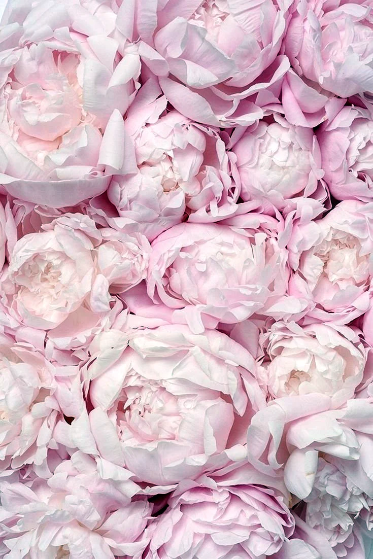 Пиони Пинк Peony Pink