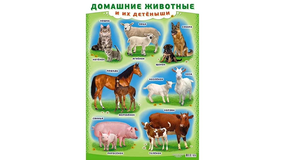 Плакат. Домашние животные.