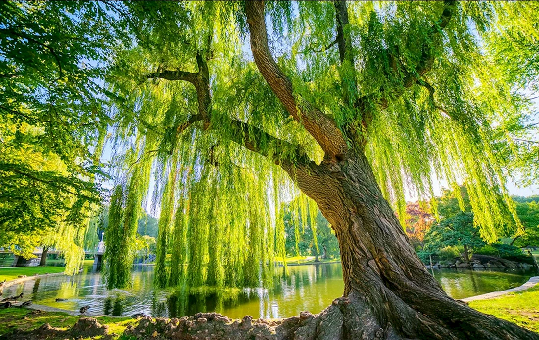 Плакучая Ива дерево