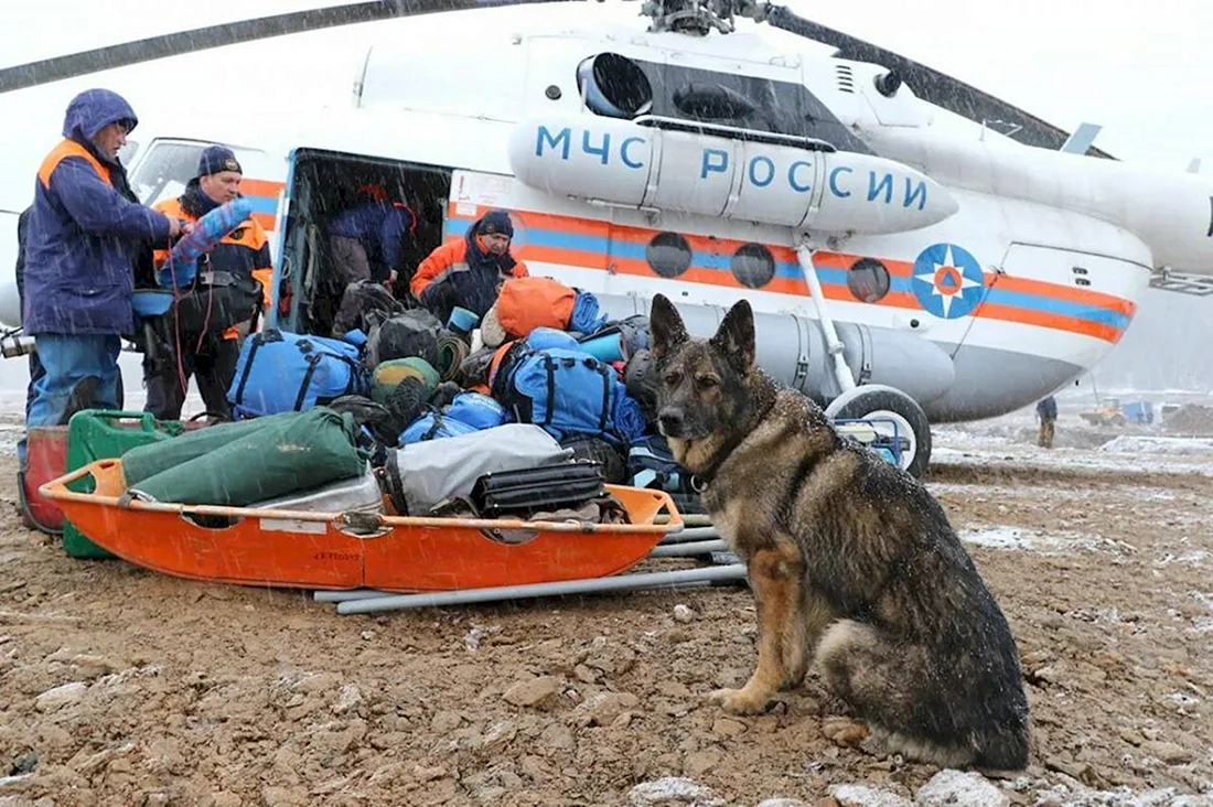 Поисковая Кинологическая служба МЧС России