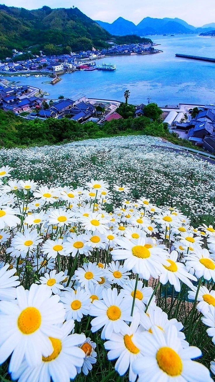 Поле ромашек