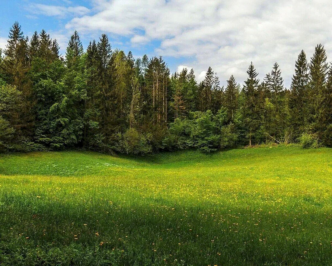 Поляна в лесу