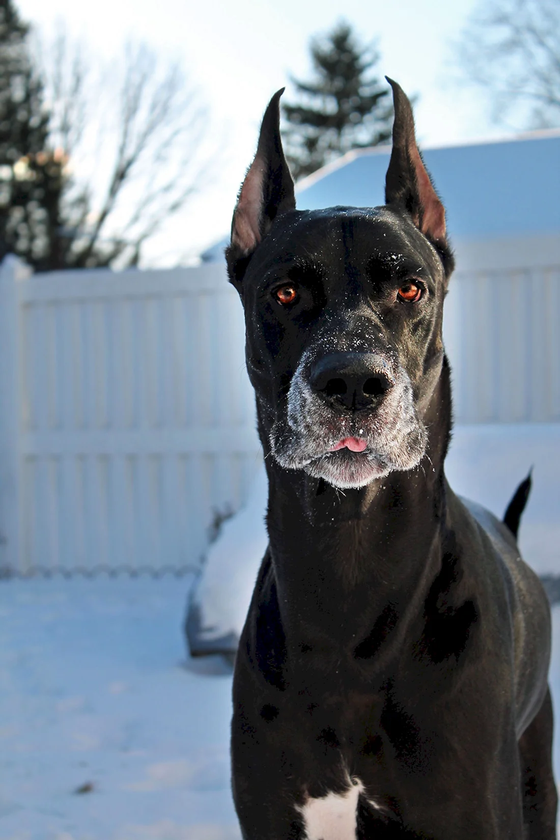 Порода great Dane