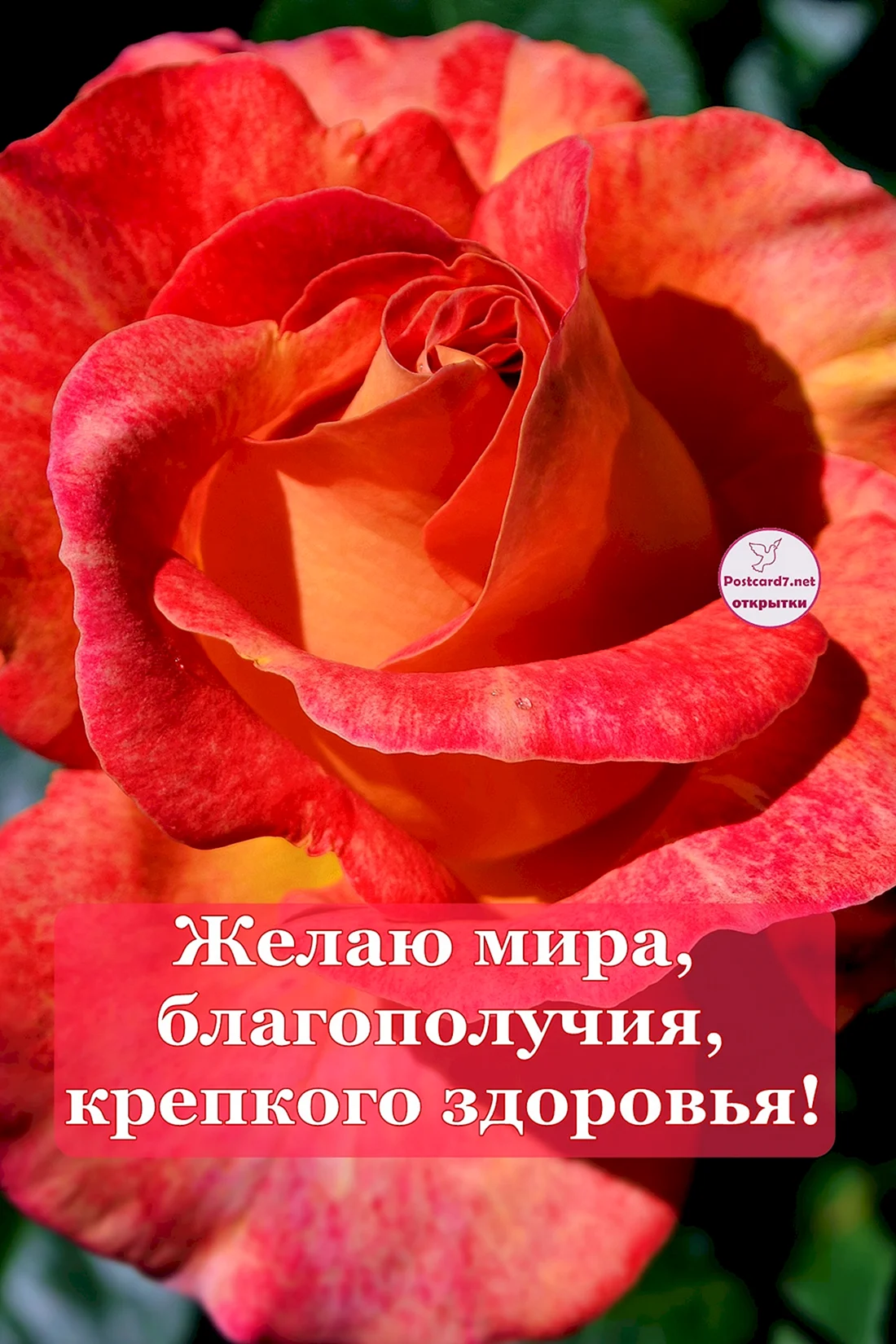 Пожнданиякрепкого здоровья