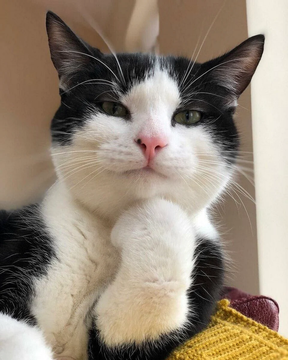 Прикольные коты