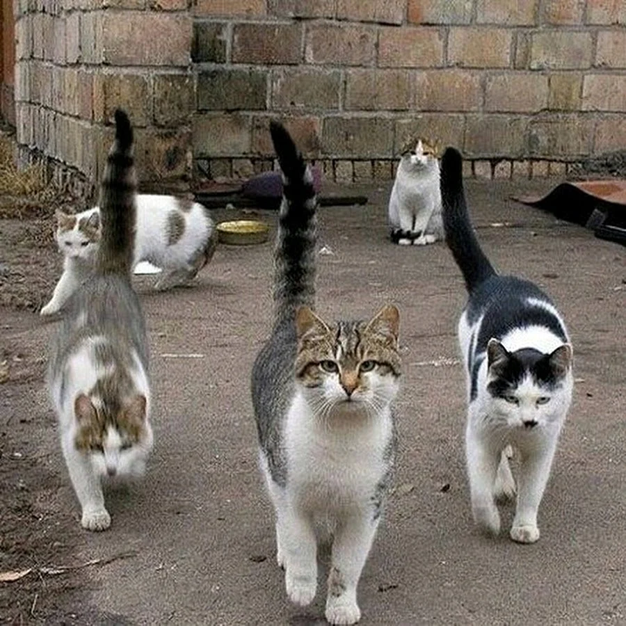 Приколы про кошек