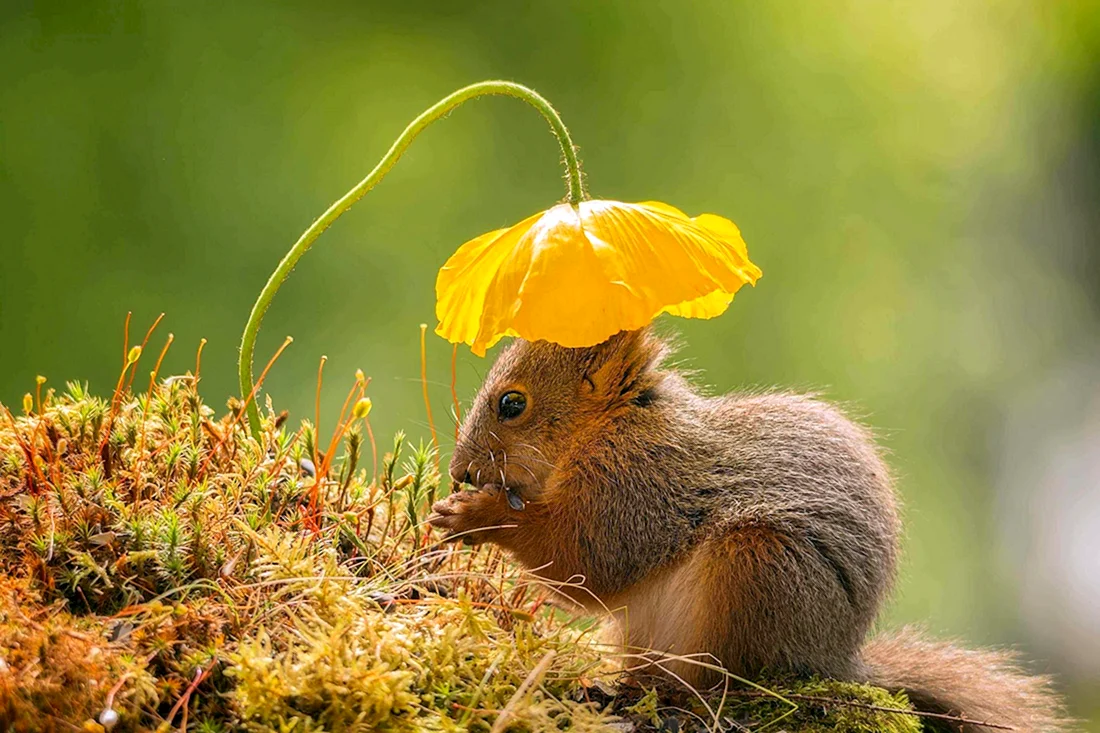 Природа и животные
