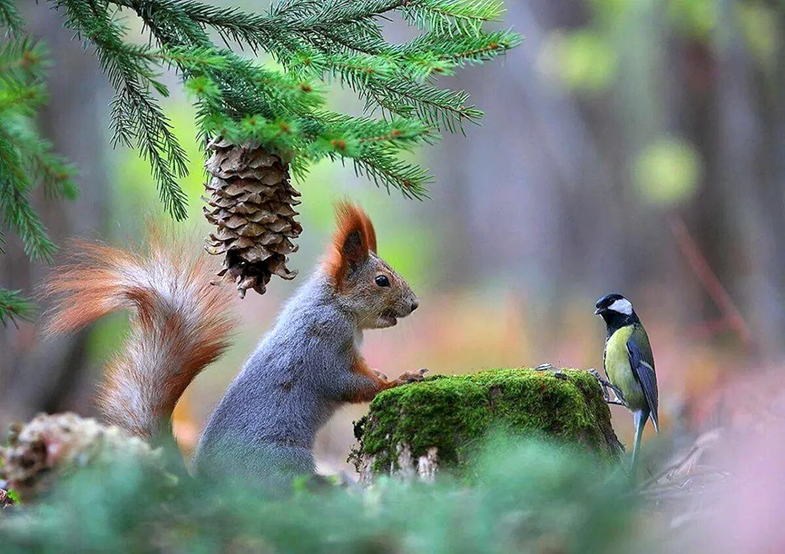 Природа и животные